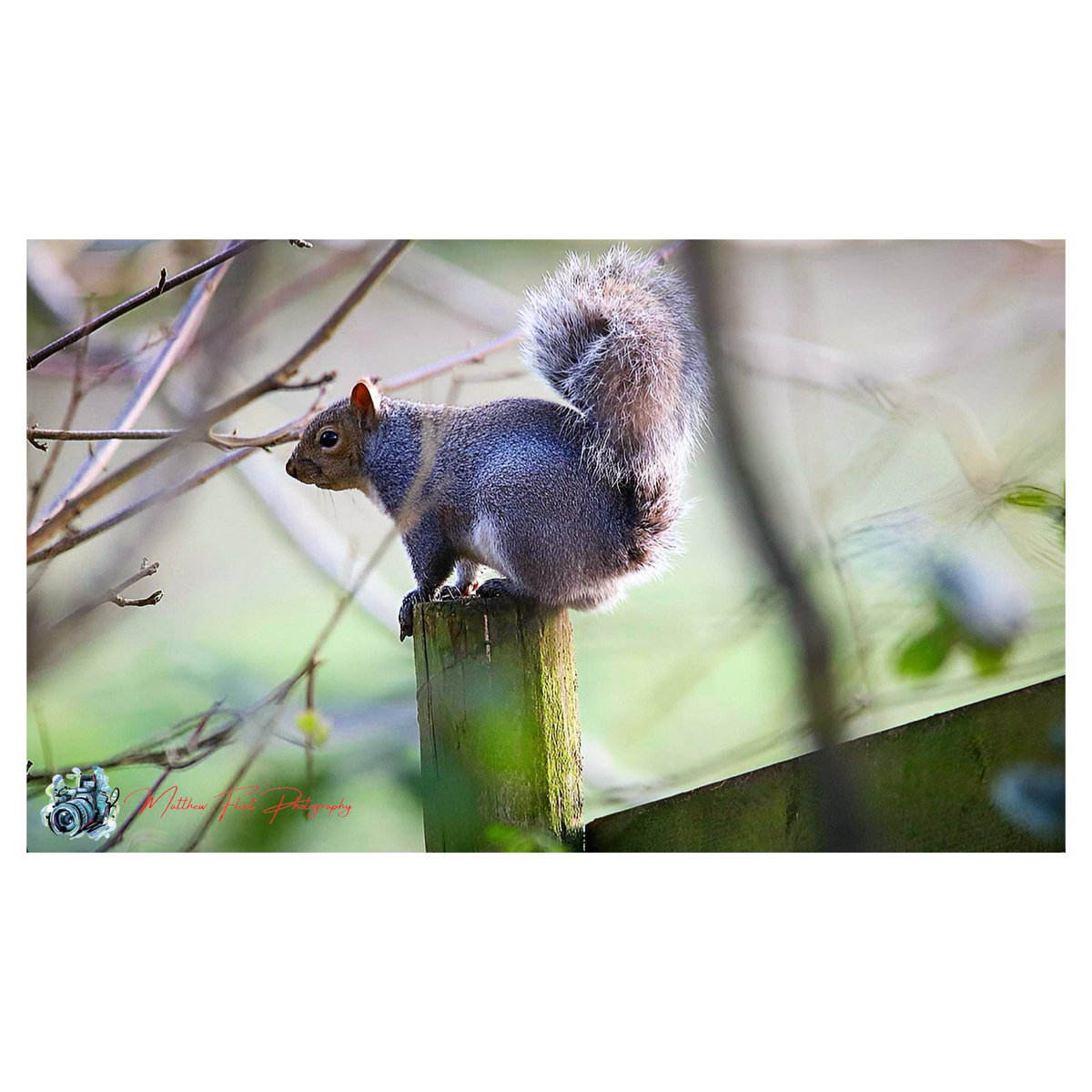 🐿️

Wassell Grove, UK 🏴󠁧󠁢󠁥󠁮󠁧󠁿

#Squirrel

#WassellGrove

#Photography