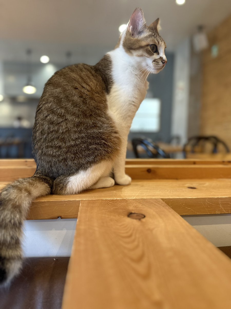 fp__seiji's tweet photo. 岡山ライブ!
ハレノワ会場は初めてなので楽しみですね♪
問屋町にある「BLUE CAT CAFE」!
みんな保護猫ちゃん達😸
まだ人慣れしてない子もいるけど、スタッフさんの愛情で撫でさしてくれる子やオモチャで遊んでくれる子ばかりです!
リハ行ってきます!
#保護猫
#ブルーキャットカフェ
#BLUECATCAFE https://t.co/QwG0TsOSts