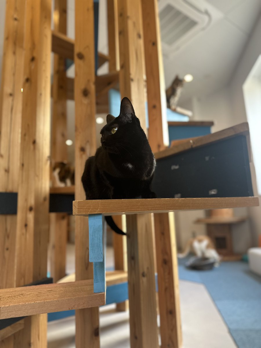 fp__seiji's tweet photo. 岡山ライブ!
ハレノワ会場は初めてなので楽しみですね♪
問屋町にある「BLUE CAT CAFE」!
みんな保護猫ちゃん達😸
まだ人慣れしてない子もいるけど、スタッフさんの愛情で撫でさしてくれる子やオモチャで遊んでくれる子ばかりです!
リハ行ってきます!
#保護猫
#ブルーキャットカフェ
#BLUECATCAFE https://t.co/QwG0TsOSts