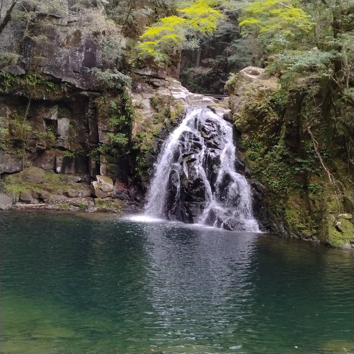 行ってきた( *˙ω˙*)و ｸﾞｯ!
しかし...密かに名前付けてたウーパールーパー居なくなってて寂しい( ´･ω･`)
これは千手滝！
さーて。この中にモアイ🗿っぽいところがあるけど分かるかな？
#赤目四十八滝