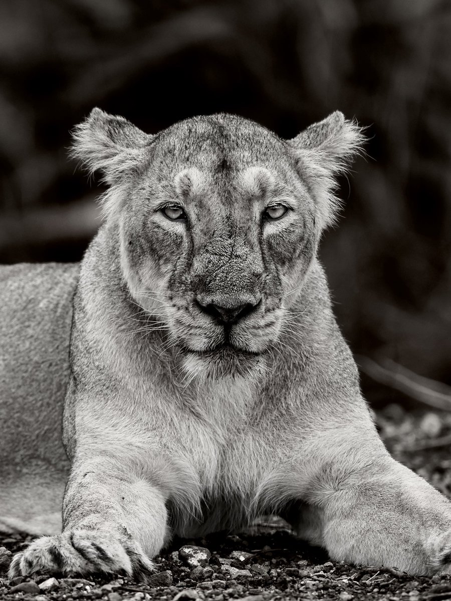 Gm friends🤗

✅Saturday Solana art share 
✅Share your beautiful editions + link
✅ Tag 2 friends &amp; Repost

Let’s celebrate &amp; make this weekend wonderful one 🌟 ✨ 

My Lion editions on <a href="/exchgART/">Exchange Art</a> 

The King &amp; the Queen 
👇🏻 
exchange.art/brijessh/nfts