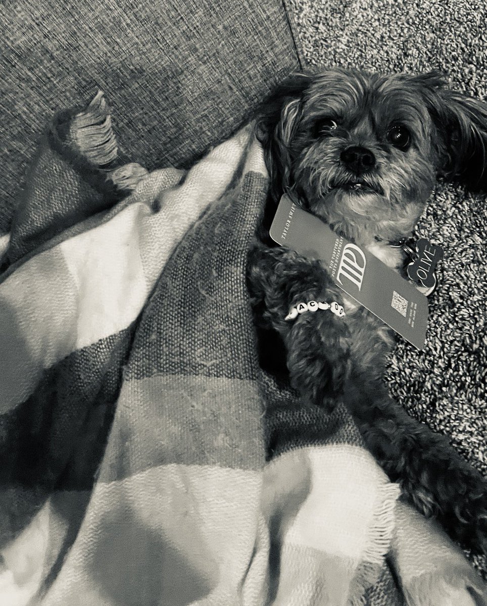 stefblythe75's tweet photo. @taylornation13 Olive is an official board member. #TTPD #TaylorSwift #theblackdog https://t.co/L9hTB8J33F