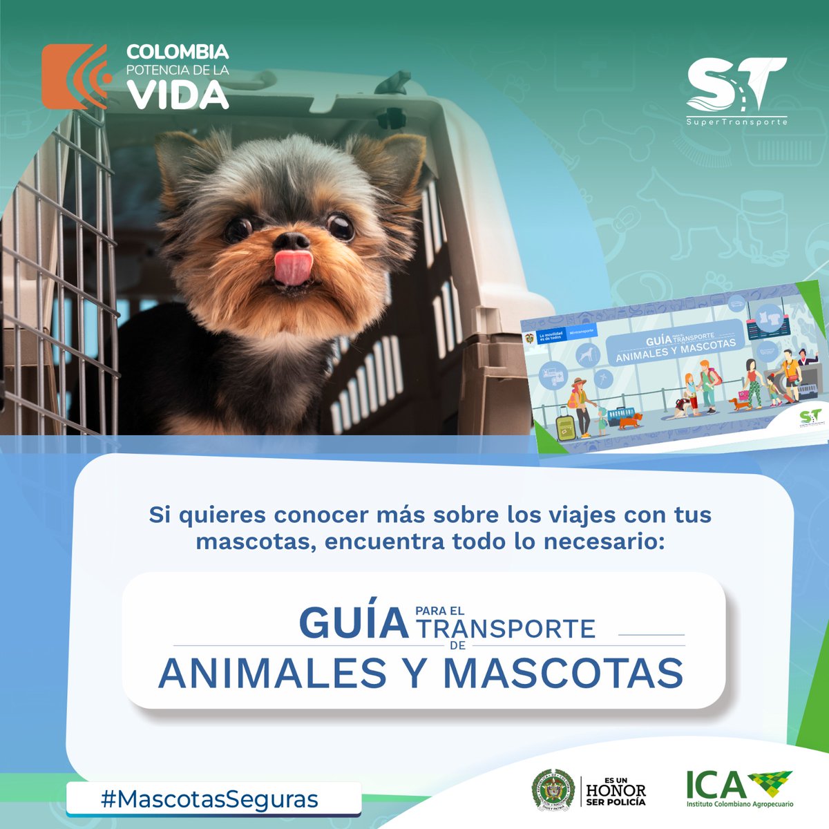 Te invitamos a que conozcas la Guía para el Transporte de Animales y Mascotas de la Entidad, en ella encontrarás toda la información necesaria para viajar con tu amigo peludo y evites contratiempos, porque trabajamos por un transporte de #MascotasSeguras ➡️acortar.link/Z9EMNZ