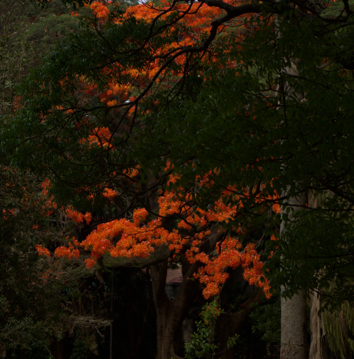 KRPrasadIISc's tweet photo. Gulmohar Marg in our campus @iiscbangalore Thanks to the foresight of Maharaja of Mysore who mandated that there should be flowering in campus in all seasons! Gulmohar treasure of summer! Hope these trees stay forever! https://t.co/imYgARjehP