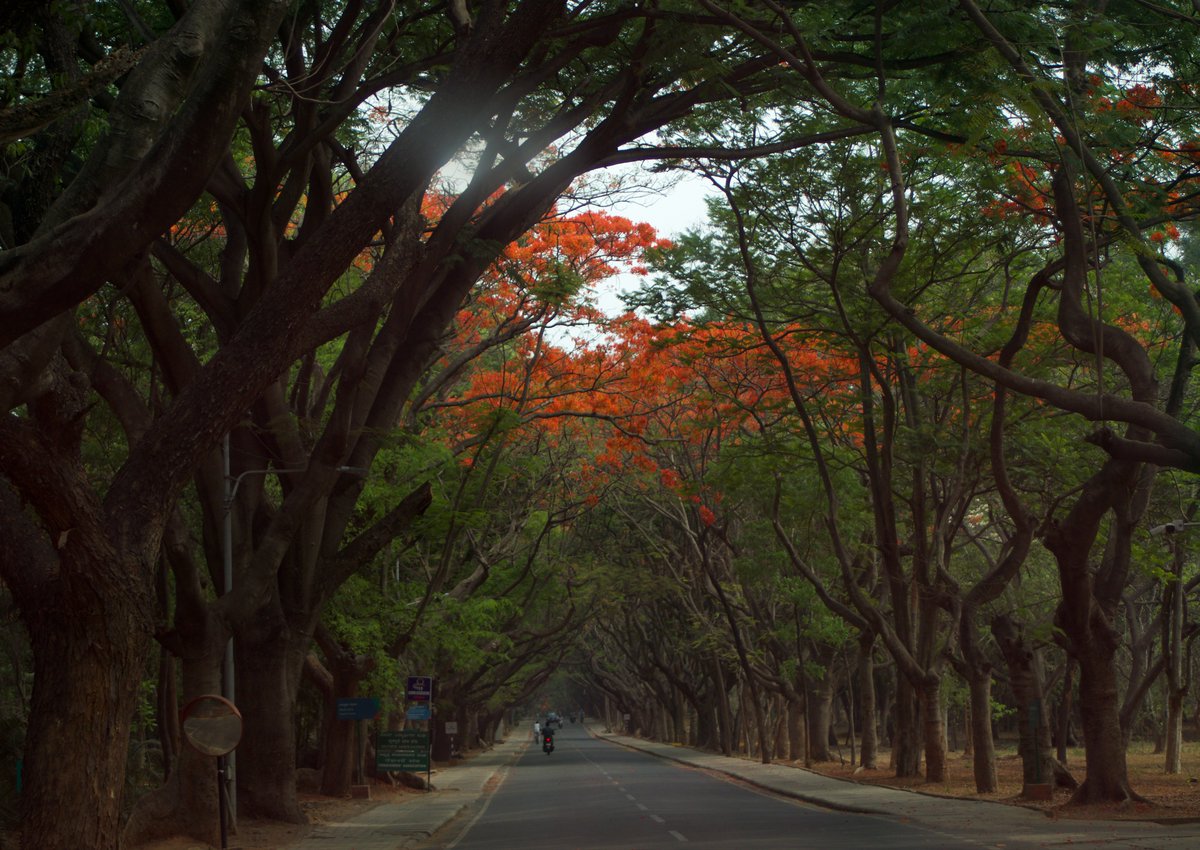 KRPrasadIISc's tweet photo. Gulmohar Marg in our campus @iiscbangalore Thanks to the foresight of Maharaja of Mysore who mandated that there should be flowering in campus in all seasons! Gulmohar treasure of summer! Hope these trees stay forever! https://t.co/imYgARjehP
