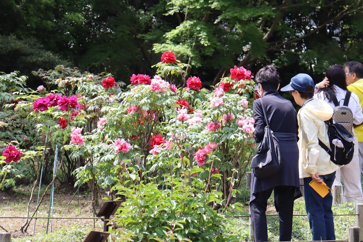 ぼたん・しゃくやく園の ＃ボタン も見頃。ここ数日の暖かい気候に誘われ一気に開花が進みました。
Japanese tree peony garden peak season has arrived. (広報係) 
#神代植物公園 #牡丹 #JindaiBotanicalGardens #botanicalgarden #peony #photooftheday
▽Paeonia suffruticosa