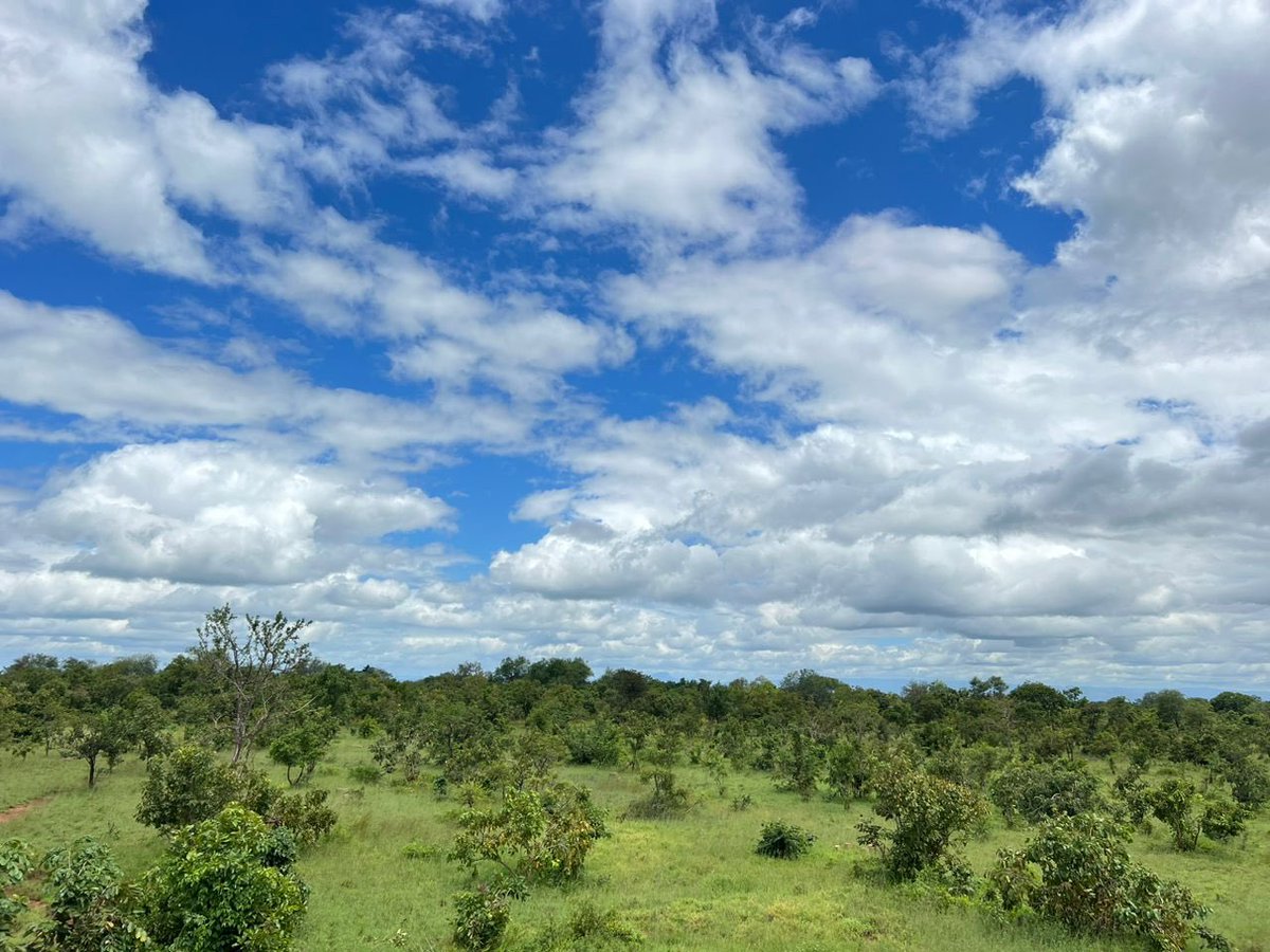 pridelandsafari's tweet photo. This place is The Grassland Campsite. Located along Mbugayaga Road @ Mikumi National Park. It will be open to public for Camping on May 20th 2024. (One Month from today).Its a Natural Savanah Forest Campsite with at least 1.8 acres of camping areas and other activities.Its owned by Pride Lands Safari.For bookings Whatsap/call on +255767781171 or +255766244163
#adventuresinanewway
#freshandsuperbtaste
#freegiftedhands 
#mikuminationalpark
#gamedrive
#accomodation
#thegrasslandcampsite
#hiking
#walkingsafari
#thegrasslandconservator