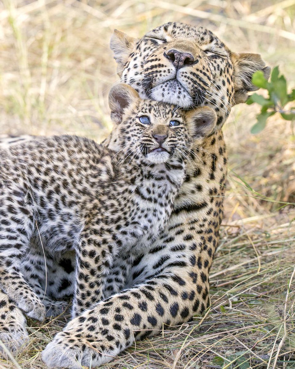 Good morning X-Friends…Happy Saturday 🌳☀️🐆🐆🧡 #SaturdayMorning 🌷 #CoffeeTime ☕️ #AnimalLovers 🩷 #WeekendVibes ☀️ #StayPositive 🌸 #PeaceAndLove 🕊️