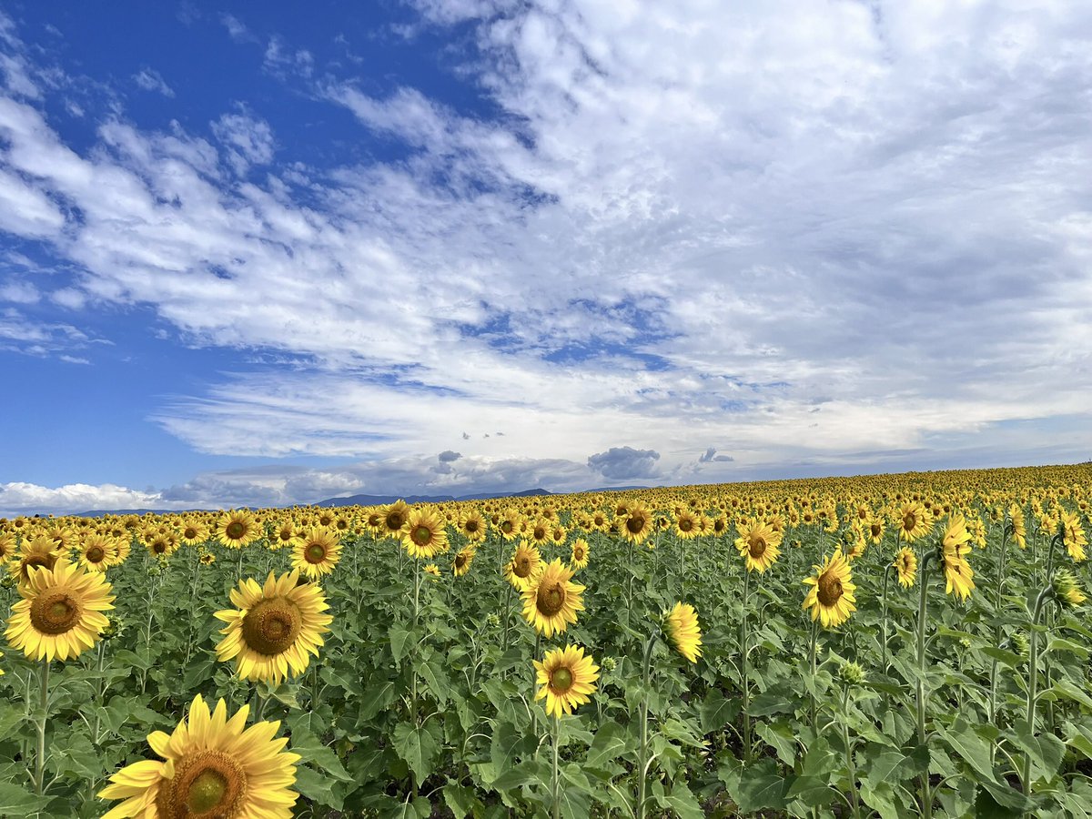 lesley210756's tweet photo. I got my #HourForEarth today walking around the 2024 Kalbar Sunflower Festival It’s so wonderful walking around a sea of Sunflowers 🌻 and getting to pick my own afterwards. #PeakerHour #aussiepeaker #MPC2024 https://t.co/mPZahVBe8d