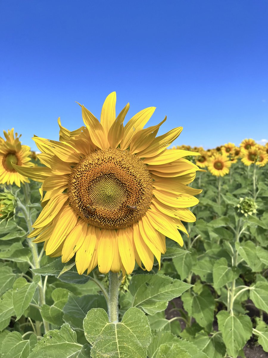lesley210756's tweet photo. I got my #HourForEarth today walking around the 2024 Kalbar Sunflower Festival It’s so wonderful walking around a sea of Sunflowers 🌻 and getting to pick my own afterwards. #PeakerHour #aussiepeaker #MPC2024 https://t.co/mPZahVBe8d