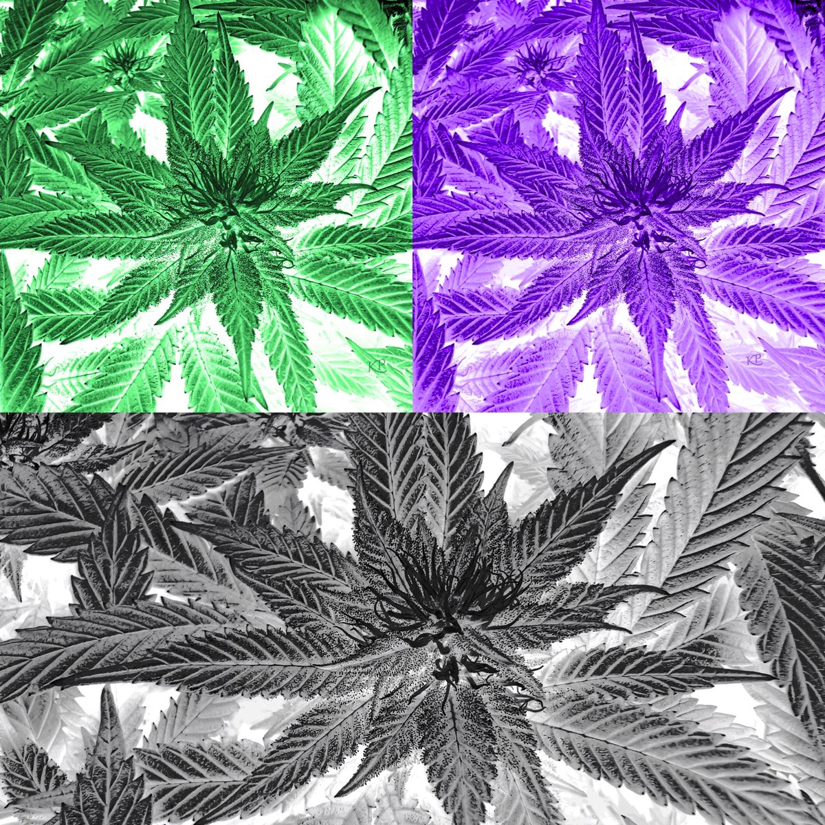 🌱🌿🪴🍃 We cloned our 💚 Sweet Leaf &  the 🖤 💜with 🤍 strains & this is what happened.

💚🤍  🖤🤍  💚🤍
iPhoneography

6000 x 4500px @ 300ppi - great resolution

OE to share the love ❤️

👉 1 $xtz 👈

Pick up one or more to keep one & pass the rest around

🔗's below