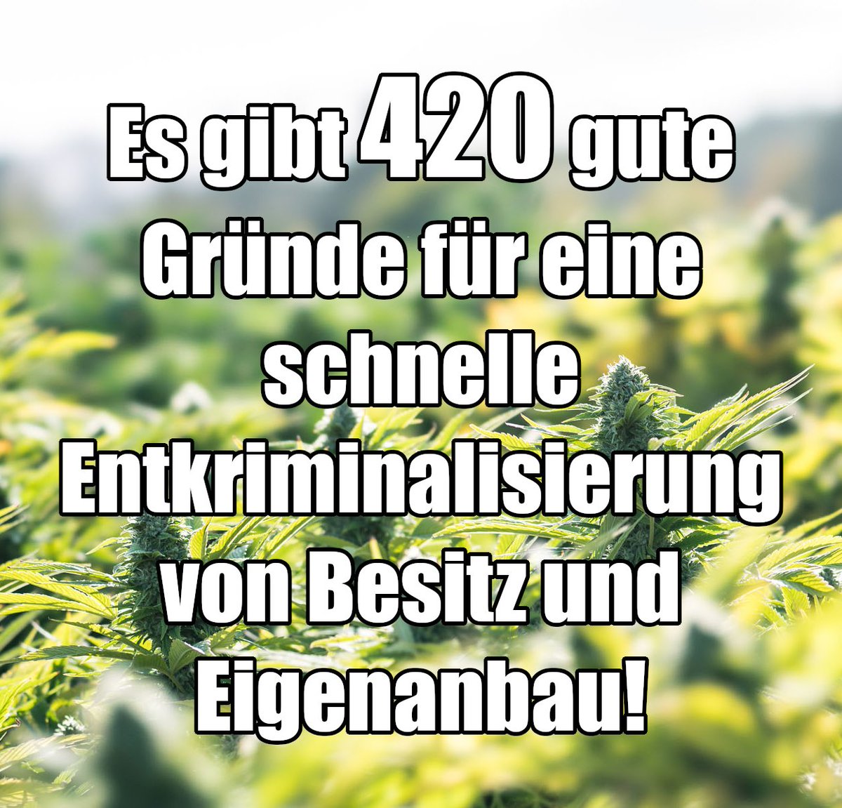 Letztes Jahr noch solche Bilder geposted, aber dieses Jahr ist alles anders... 
#Happy420
#420day
💚🥳💚

#Gewinnerkraut #Cannabis #Entkriminalisierung Teil-#Legalisierung #CanG #weedmob