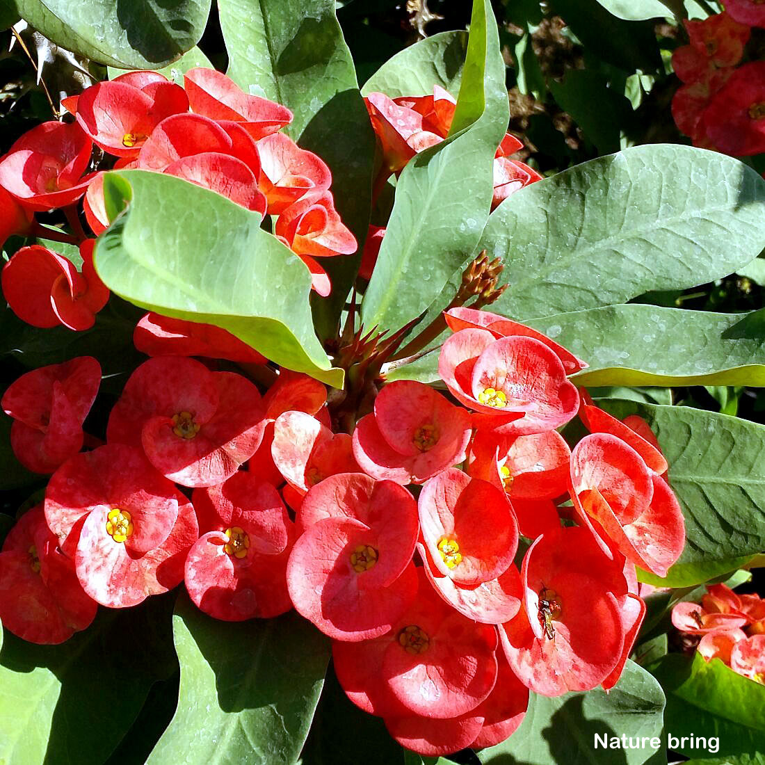 Euphorbia milii is full of thorns, a low-growing evergreen Succulent plant. Which is native to Madagascar. It is found in Kerala, India.  ...read..naturebring.com/euphorbia-mili…
#naturebring #growing #euphorbiamilii #care #Crownofthorns