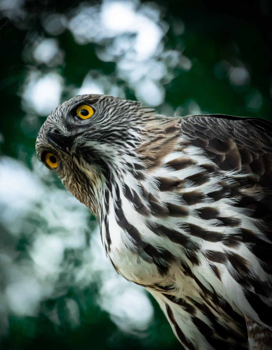 Hello there 😀😀 Wassup??
.
.
.
Changeable Hawk-Eagle 😀😀
#indiaves
@NatGeoIndia @BBCEarth @natgeowild @AMAZlNGNATURE @WWFINDIA @SanctuaryAsia @NatureIn_Focus