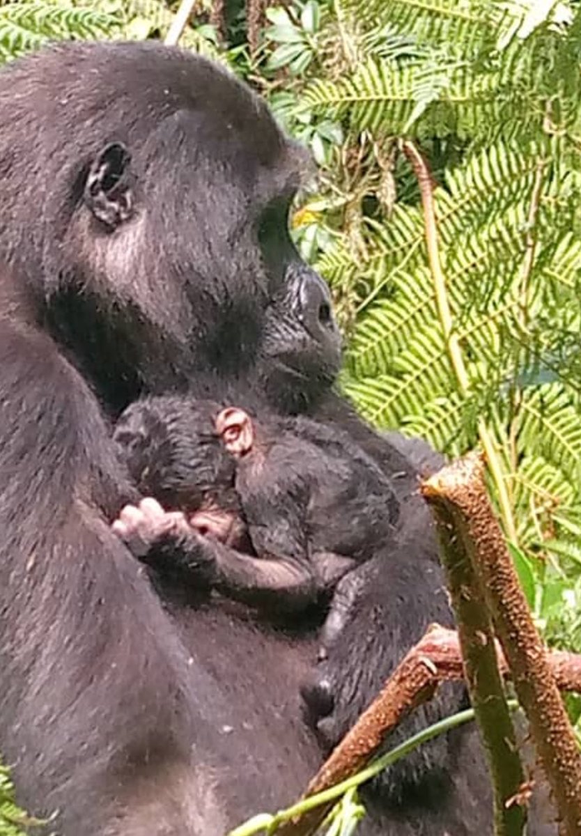 ugwildlife's tweet photo. We are glad to share this first mobile image of the world’s newest Mountain #Gorilla baby.

Born to Adult Female Furaha of the  Nkuringo family in #Uganda’s Bwindi Impenetrable NP, the group now comprises of 15 individuals.

Mother, baby &amp; dad in perfect health

📷 Our Field Team https://t.co/KQ73lnfOMQ