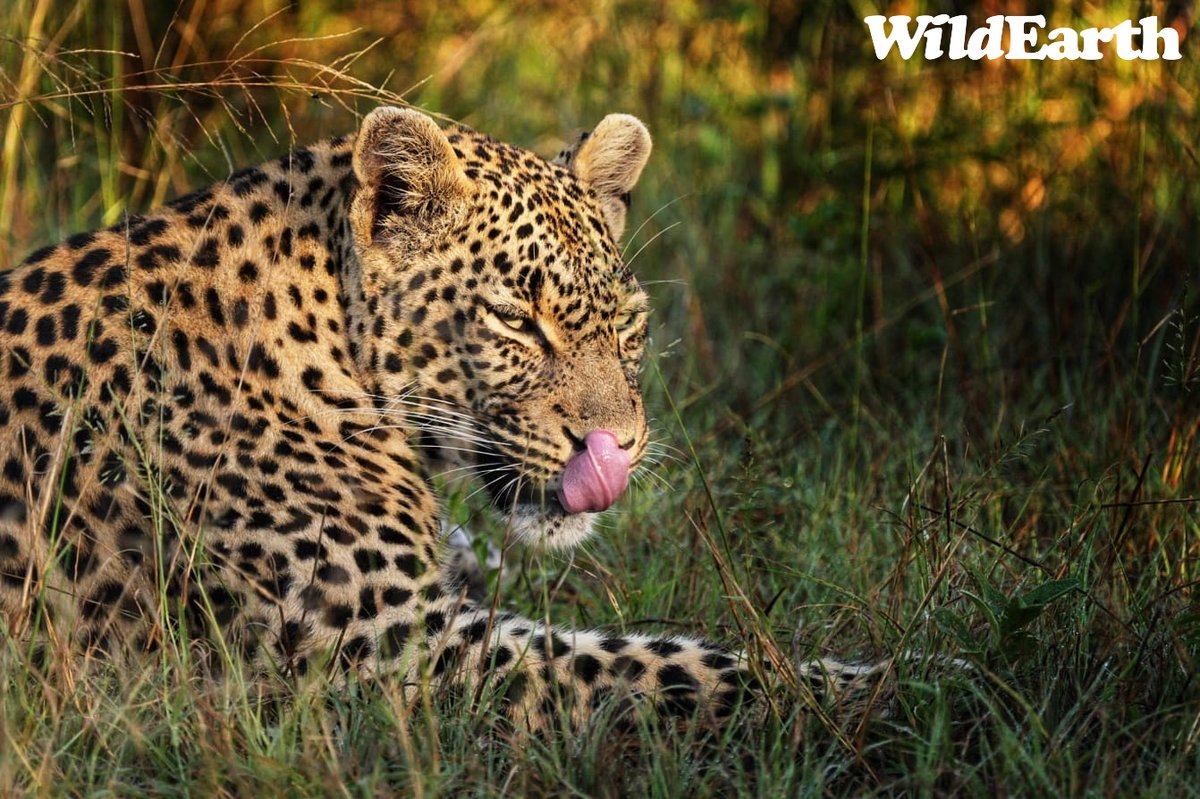 Let's keep chatting with Amy and Cedric as they continue on their leopard mission, send your questions and comments to wildearth.tv/questions/ #wildearth