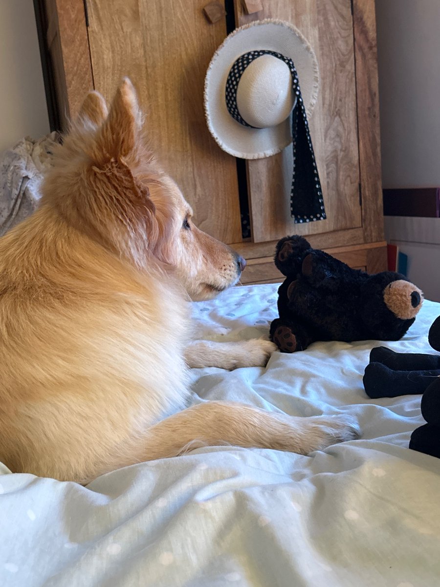 #SaturdayMood .. back to bed with stuffies for a lie in #gsd #dogsofx