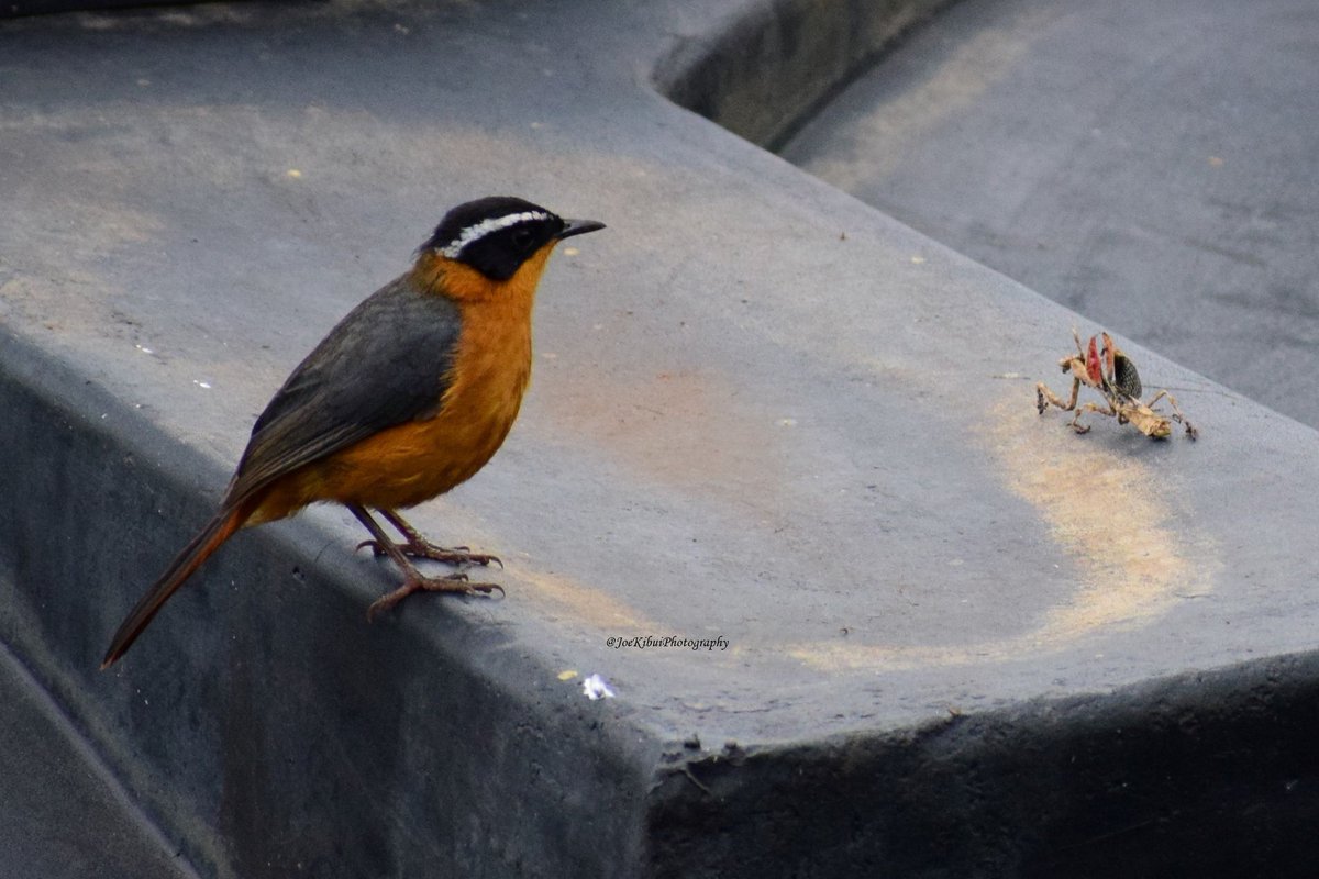 JosephKibui's tweet photo. @kirola_hemant White-browed robin-chat (Cossypha heuglini), a.k.a Heuglin's robin
May also be Rüppell's robin-chat.
Attempted to eat the twig mantis, gave up (common fiscal made a meal of it)...
Nairobi, Kenya
#Whitebrowedrobinchat #Rüppellsrobinchat #Heuglinsrobin #robinchat https://t.co/MzJza8KAMi