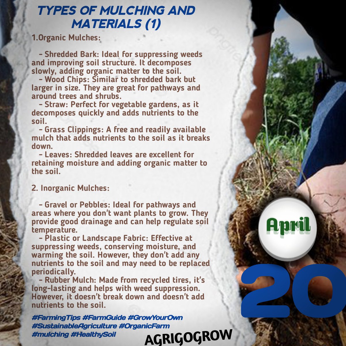 Mulching serves various purposes in gardening, from conserving moisture to suppressing weeds and improving soil health. #SustainableAgriculture #Mulching #GrowYourOwn #FutureFarming