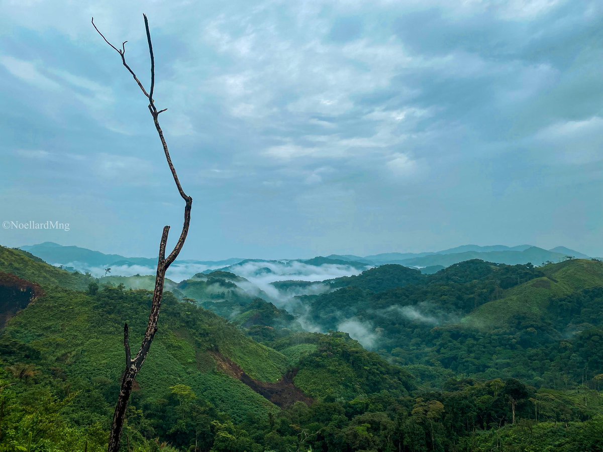 Mngnoellard11's tweet photo. 📍Ninja - Sud Kivu
#bukavu #Bukavuexplorer #congoexplorer #Congo #congokinshasa #congopositif #photooftheday #photographer #visitcongo #travelphotography #Perfection #photo #beautiful https://t.co/KL8TSeV6R8