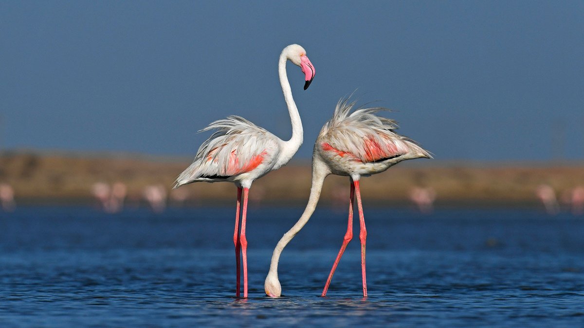 #FromTheArchives We bring you details about the state #birds of #India. With some common and some unique names, get to know the official bird of every state & union territory. 📷 Yashodhan Bhatia — The Greater #Flamingo is the state bird of #Gujarat. bit.ly/3W43EMS