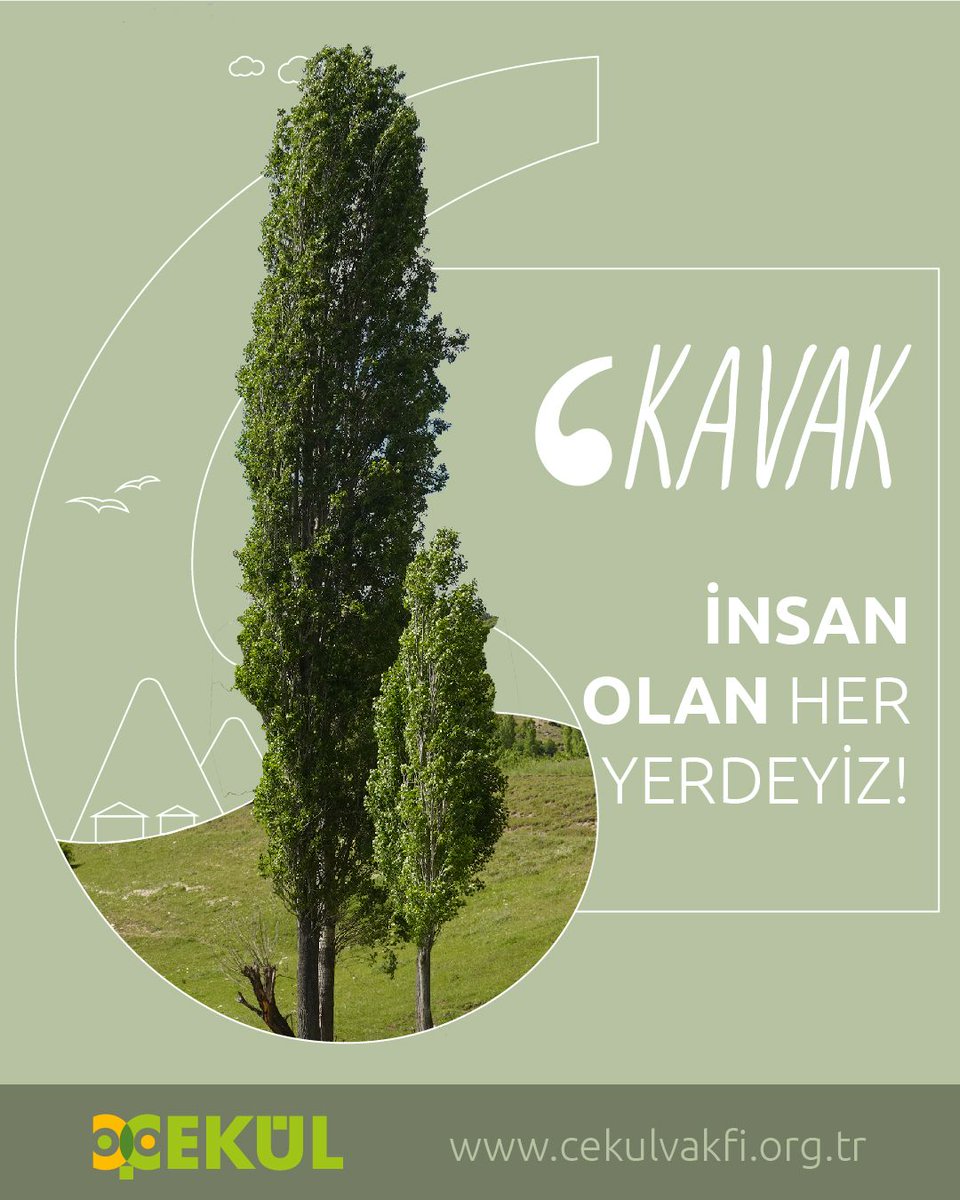 #AğaçlarınDilinden #Kavak "Yapraklarımız yuvarlak ya da geniş üçgen; etrafı dişli ya da girintilidir. Yapraklardan önce çiçek açar, nisan ayında pamukçuklu tohumlarımızın uzaklara uçmasını sağlarız. Siz, pamukçuklu tohumlarımızı polen zannedip dişi ağaçlarımızı kestiniz."
