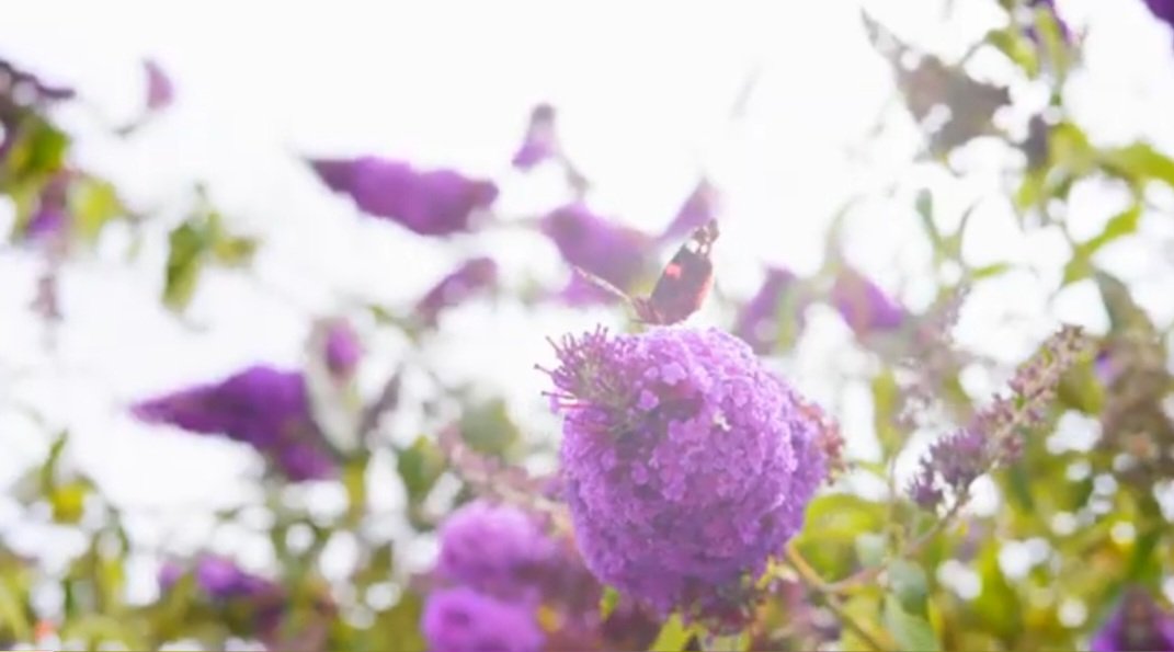 does buddleia manipulate to attract butterflies to its honey'd flowers? I flutter mesmerised on this narrow path #vss365 #manipulate #inkMine #path #tanka #WritingCommunity