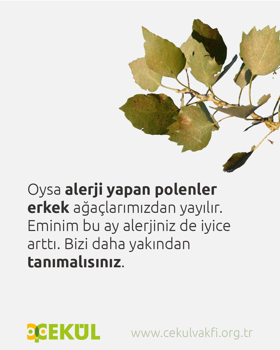 “Oysa alerji yapan polenler erkek ağaçlarımızdan yayılır. Eminim bu ay alerjiniz de iyice arttı. Bizi daha yakından tanımalısınız.”

#ÇEKÜLYayınları #ÇEKÜLDükkan