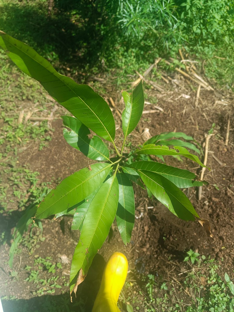 I am on ground checking on the progress of the trees Approximately 98% survival rate is still achieved We're going to do #beating up & plant more trees today with parents & old boys of @BCMwiri youtu.be/eA3jGiTvL3c?si… @UgEquityBank @256Solomon @KHCKampala @AyebareDenise