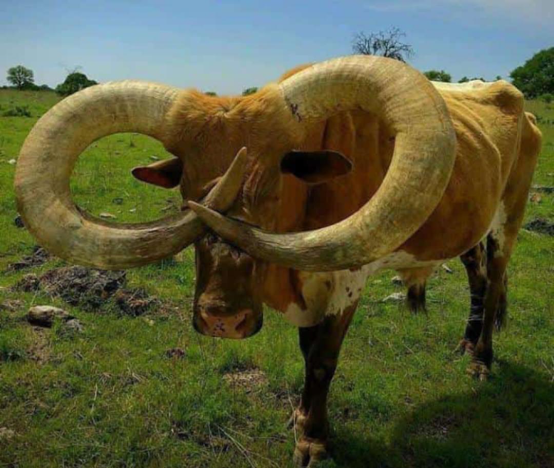 These are cows that should be taxed 

Mbwenu nk'egi n'enimi y'engundu mzma 🤭😆