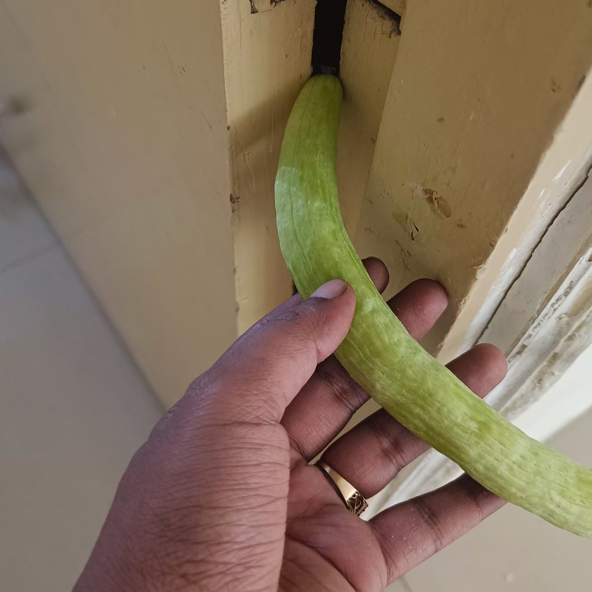 HNImanshu's tweet photo. Yesterday I was teaching my kids on how to not keep the hands near the door hinges. I used a cucumber (ककड़ी) for the example.

This morning I had 1 KG less cucumbers in the house. https://t.co/Ho9TWmpUyZ