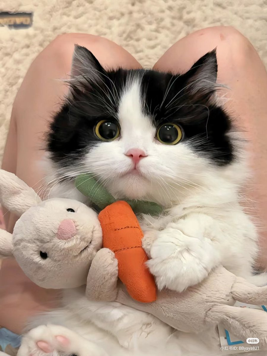 nocontextscats's tweet photo. https://t.co/gkwxy2IFfy