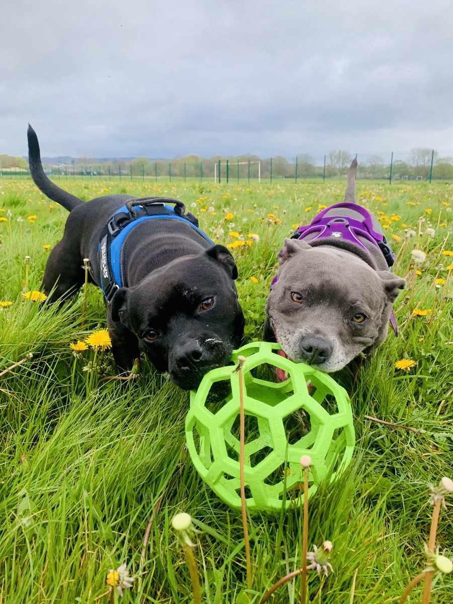 this tweet: Sharing is caring  #PuppyLove #Frisa #FrankAndIsa 
@JulesAllenxx

New tweet: Two pups, one ball, endless fun! ������网球 #Besties #CanineAdventures