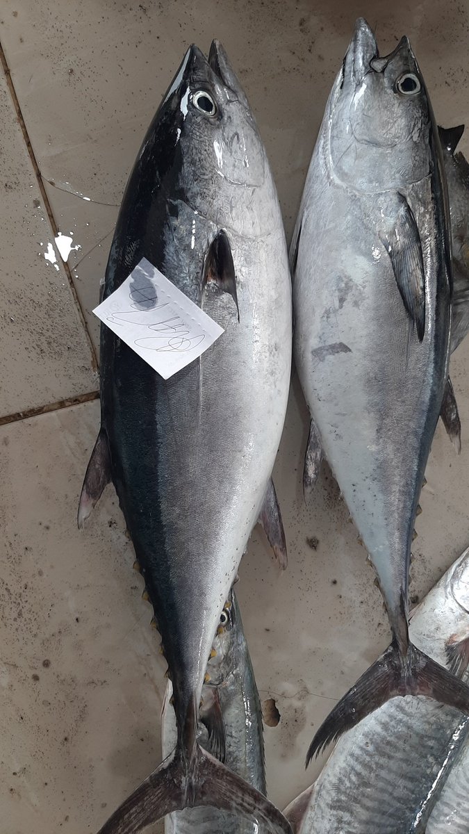 Spesies tuna kecil yg kamu liat di pasar itu kebanyakan jenis longtail tuna (Thunnus tonggol). Jenis ini memang gabisa gede, max size cuma sekitar 30kg. Ga kayak yellowfin, bigeye, atau bluefin tuna yg bisa 100kg keatas.