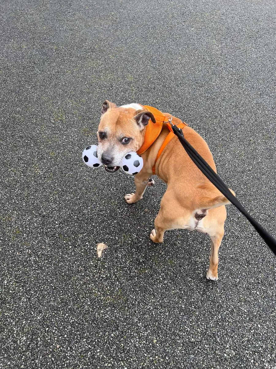 Good morning Staffy Lovers! Happy #StaffieSaturday to you all too! Our marvellous Mr Mutley has been enjoying his walks with his fabulous Aunties and Uncles and of course he's favourite toy! He walks great on the lead 😁
Still looking for love ❤️ seniorstaffyclub.co.uk/adopt-a-staffy… #TeamZay