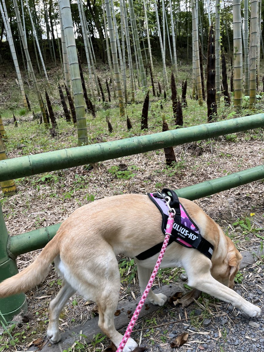 愛犬と散歩中🐶
タケノコ成長中😊
#ラブラドールのいる生活 #ラブラドールレトリバー好き #labradorretriever #Labrador