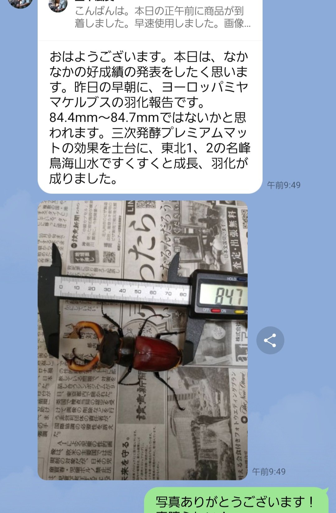 最強のカブトムシ☆クワガタマット作ってます 最強のカブトムシ☆クワガタマット作ってます