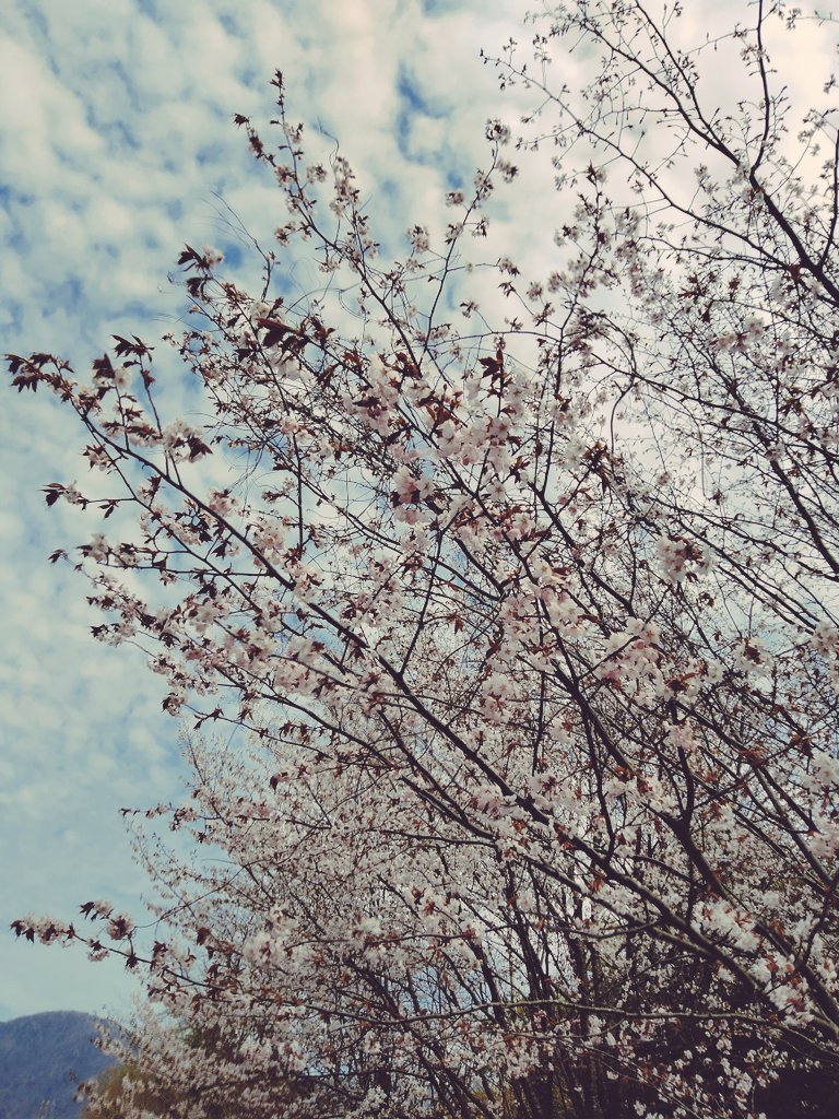 桜咲いてる🌸
まだ雪がありました❄

親子のおさるさん歩いてた
かわいい🐒🧡

のどかな風景
何もしないゆっくりな時間

大切にしたいな

#フォロバ100