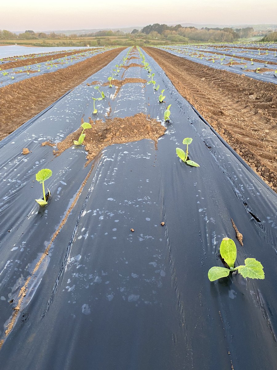 teamcollins5's tweet photo. Finally a sunny morning! First of the Courgettes going in really well. These should be ready to harvest by early June. https://t.co/Y5JtJw52N0