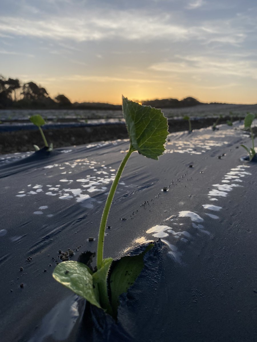 teamcollins5's tweet photo. Finally a sunny morning! First of the Courgettes going in really well. These should be ready to harvest by early June. https://t.co/Y5JtJw52N0