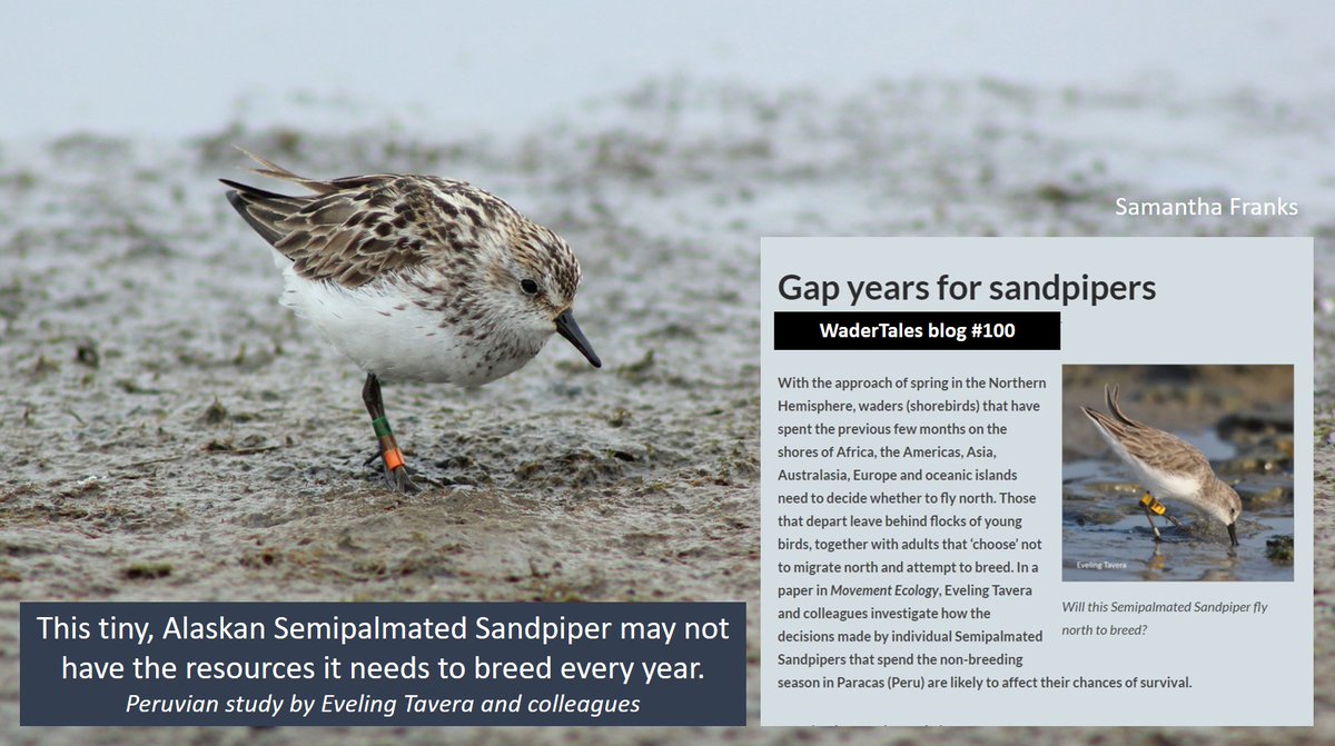 Not all #waders #shorebirds breed every year.
Taking a year off may make little difference to lifetime reproductive output. 
Blog focusing on paper by @eveconnection 
wadertales.wordpress.com/2020/12/09/gap…
#ornithology