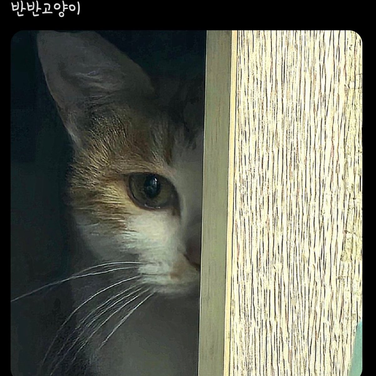 chamayahannira's tweet photo. 🐈고양이 입양 홍보🐈‍⬛
🐱 치즈 모녀냥이의 가족을 찾습니다!!
🐱 엄마냥 2살 추정(중성화 및 예방 접종  완료 ), 똑똑하고 신중한 성격
🐱 아기냥 3개월(예방접종 1차 완료, 중성화 수술은 임보 측에서 진행할 예정), 호기심 많은 개냥이  
🐱 주차장 컨테이너 밑에서 구조 후 현재 어머니 직장에서 임보 중 
🐱 지역은 서울이나 전국 어디로든 저희가 이동 가능 
🐱 모녀냥이의 가족이 되고자 하시는 분께서는 언제든지 오픈채팅, 디엠, 멘션, 구글 입양신청서 등으로 문의 부탁드립니다!
🐱 오픈채팅방 https://t.co/kpwz9PhsOg
🐱 입양신청서 https://t.co/zRuyZRcO3a
