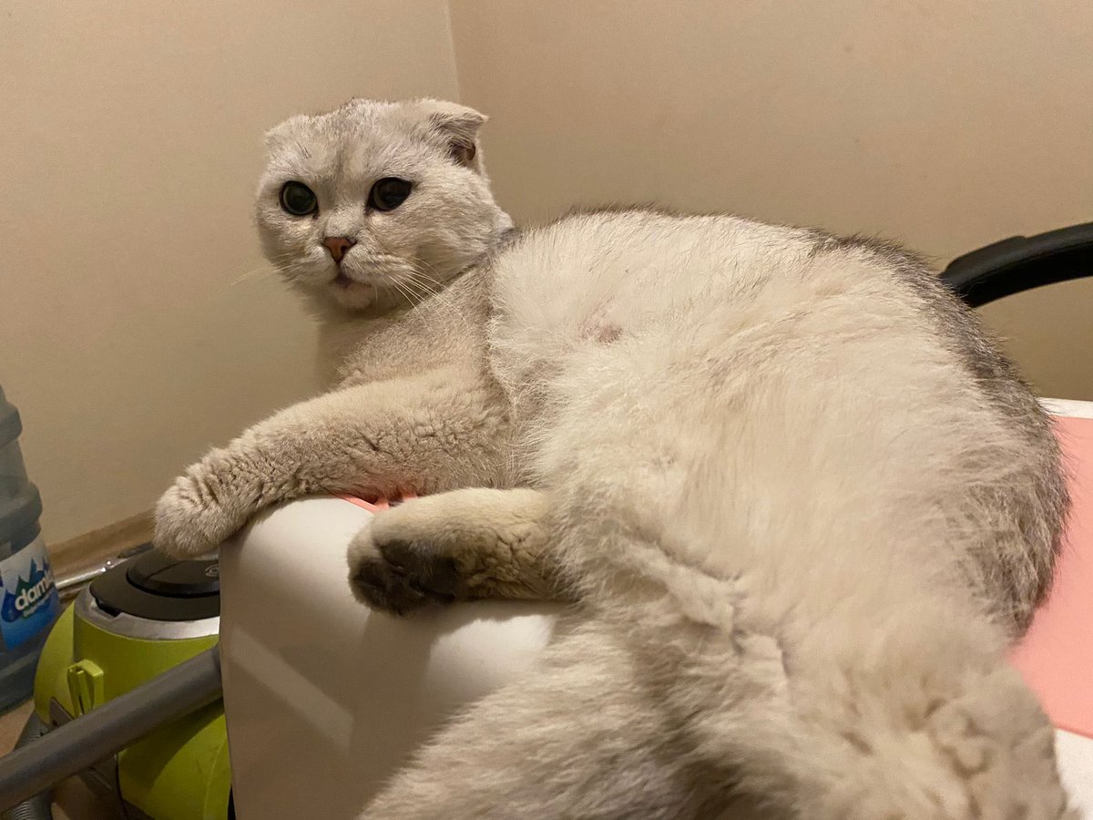 meliscetiiner's tweet photo. kardeşim kocaeli’de köpek kovalarken bulmuş bu çocuğu. şu an kendi evinde tutuyor ama kedileri stres olduğu için acilen bir yuva bulmamız lazım.
erkek, 1 yaş civarlarında, çipi yok ve aşırı insancıl. yuva bulunması halinde sakarya, düzce ve istanbul’a da getirebiliriz. rt lütfen https://t.co/X7qXKs8z6h