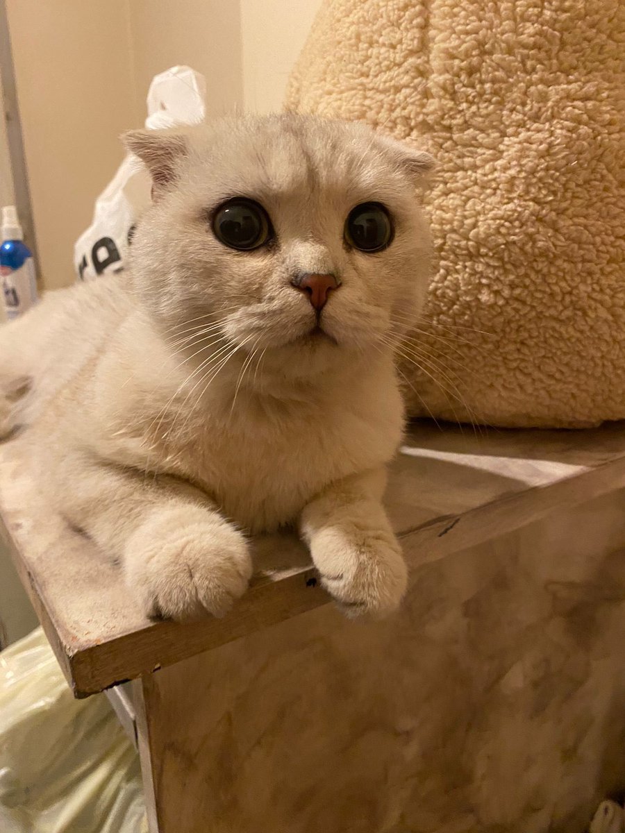 meliscetiiner's tweet photo. kardeşim kocaeli’de köpek kovalarken bulmuş bu çocuğu. şu an kendi evinde tutuyor ama kedileri stres olduğu için acilen bir yuva bulmamız lazım.
erkek, 1 yaş civarlarında, çipi yok ve aşırı insancıl. yuva bulunması halinde sakarya, düzce ve istanbul’a da getirebiliriz. rt lütfen https://t.co/X7qXKs8z6h