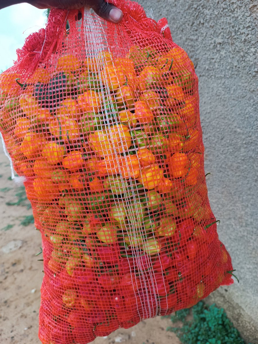 This is What Ghc500(10kg) Habanero pepper looks like. 📸 @Leninsorrr