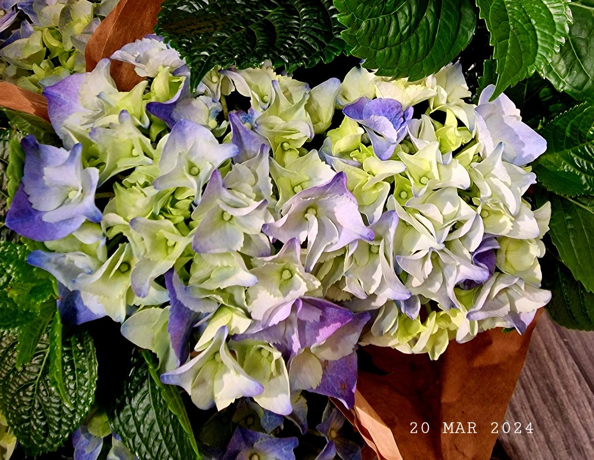 IDadzkov's tweet photo. Bigleaf hydrangea. Hortensia. Гортензия крупнолистная.
#nature #flowers #BigleafHydrangea #hortensia #houseplant #FlowersPhoto https://t.co/k4dFFYPiRs