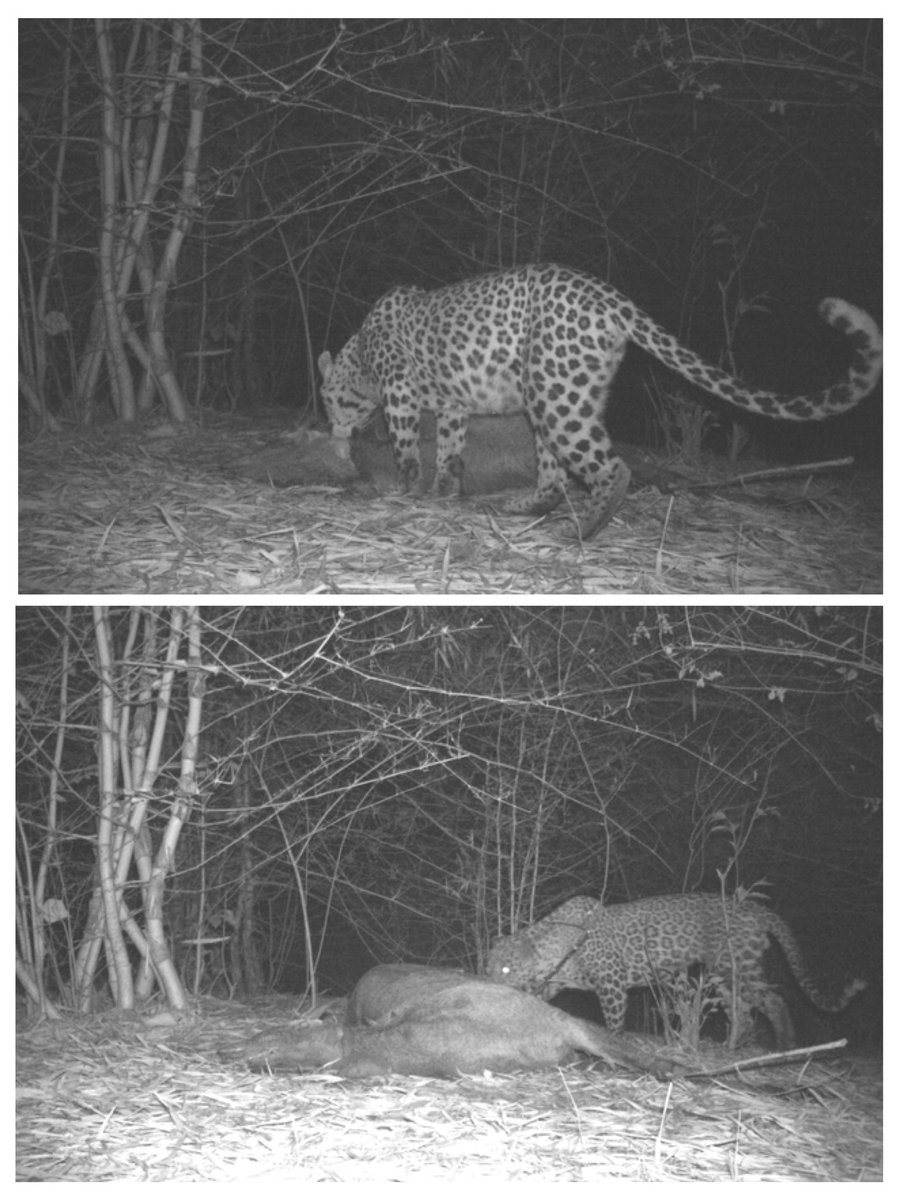Male and Female leopards are feeding on same kill in same night at different times. 
<a href="/forestwala/">Dr. Anshuman Sharma, IFS</a> <a href="/GujForestDept/">GujaratForestDept</a> <a href="/collectormahi/">District Magistrate & Collector Mahisagar</a> <a href="/Mulubhai_Bera/">Mulubhai Bera</a> <a href="/mukeshpatelmla/">Mukesh Patel</a> <a href="/CMOGuj/">CMO Gujarat</a>