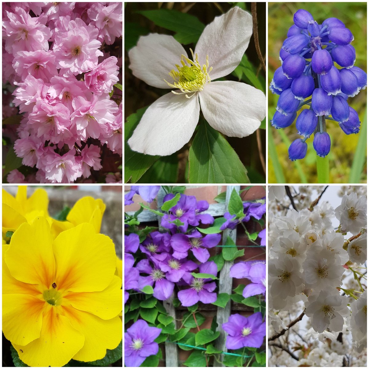 Happy Saturday...some of the beautiful flowers I've been appreciating lately #sixonsaturday 
#flowers #SaturdayVibes #GardeningTwitter #GardeningX