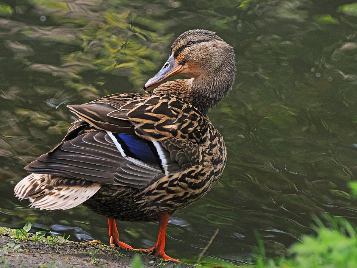 'This is my best side.' Mallard - photographed 12 April 2024 @East_England_NT Rayleigh Mount.