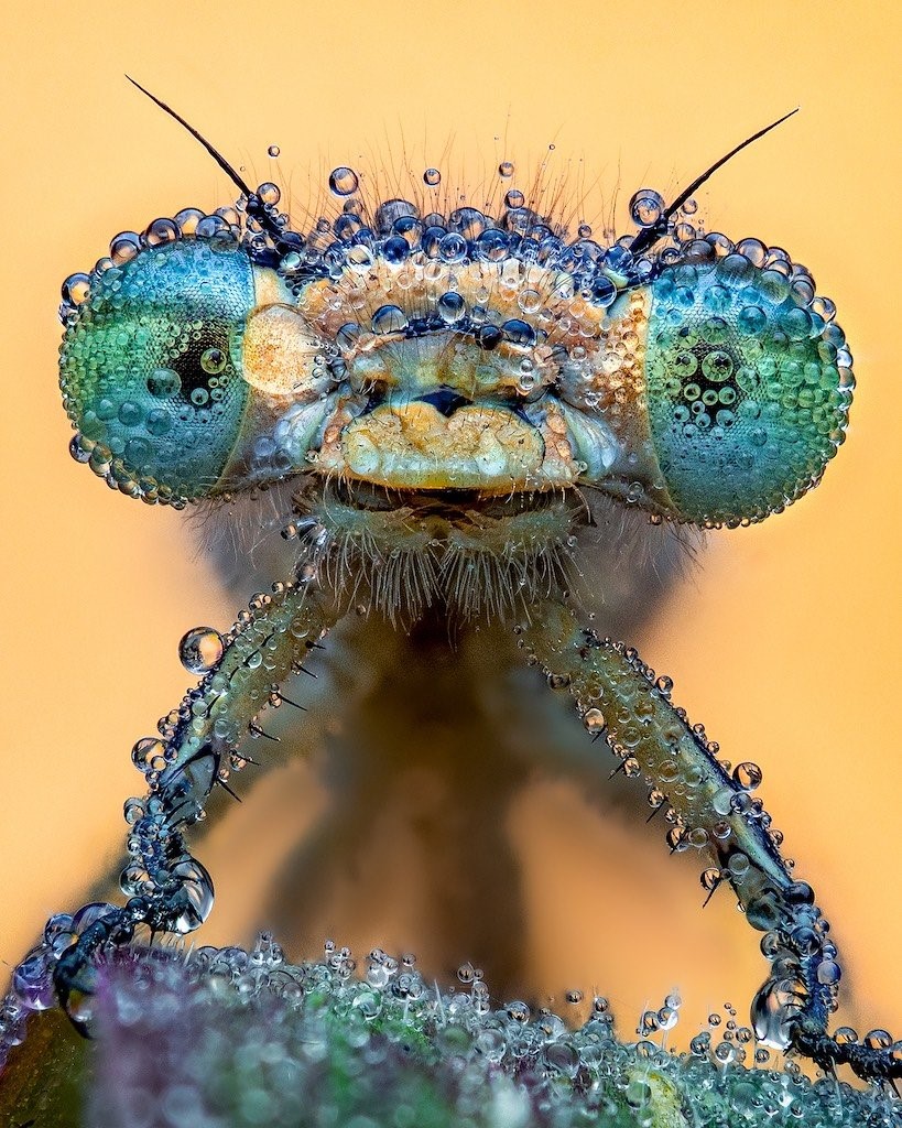 The weird beauty of a damselfly covered in early-morning dew, photographed by Pete Burford cupoty.com/challenge-23-w…